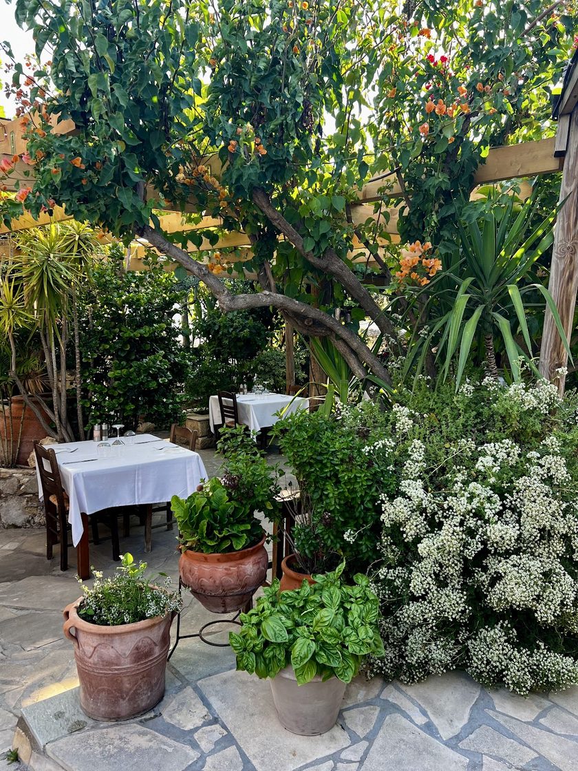 A corner of the garden in flower: white blossom, potted basil and herbs in clay pots, palms and a laid table behind