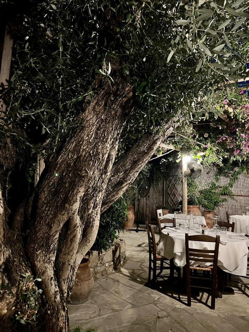 The trunk of a large old olive tree in the garden, laid tables in its shade on stone paving