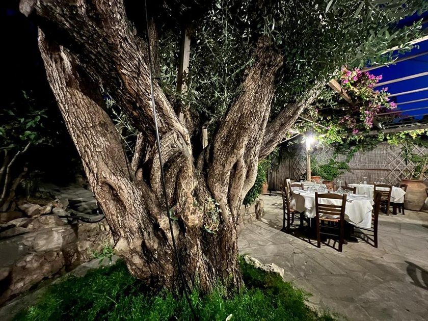 The old olive tree lit at night, laid tables and chairs on the paving around it