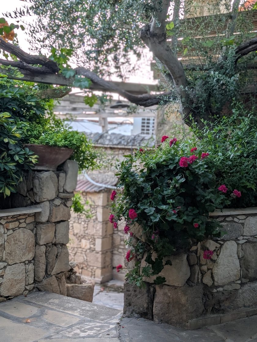 Steps between dry stone walls with pink bougainvillea and an olive tree overhead, a whitewashed house beyond
